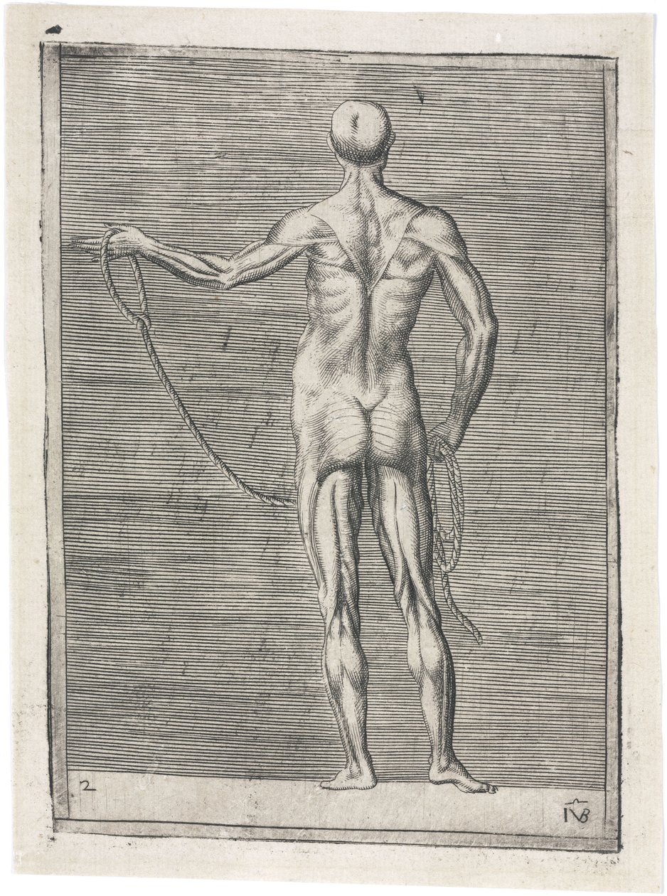 Anatomical Study of Male Musculature; Man Holding a Rope, c 1555 by Frederick (attr. to) Barnard