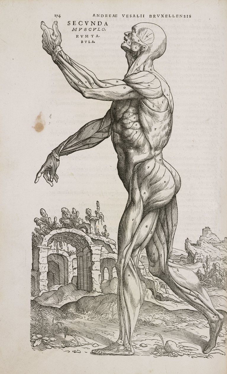 Side View of the Superficial Muscles of the Male Human Body
