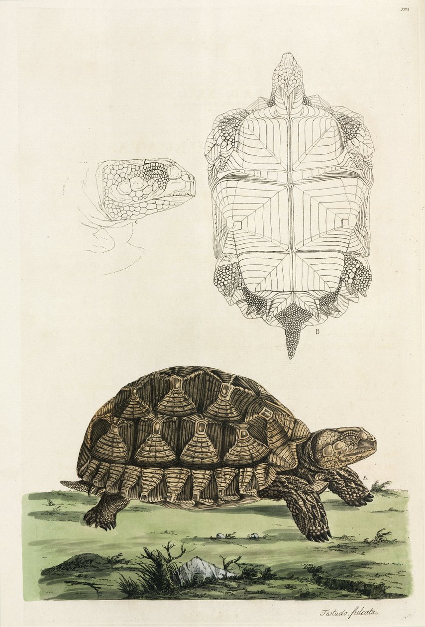 Spurred tortoise by John Pardon