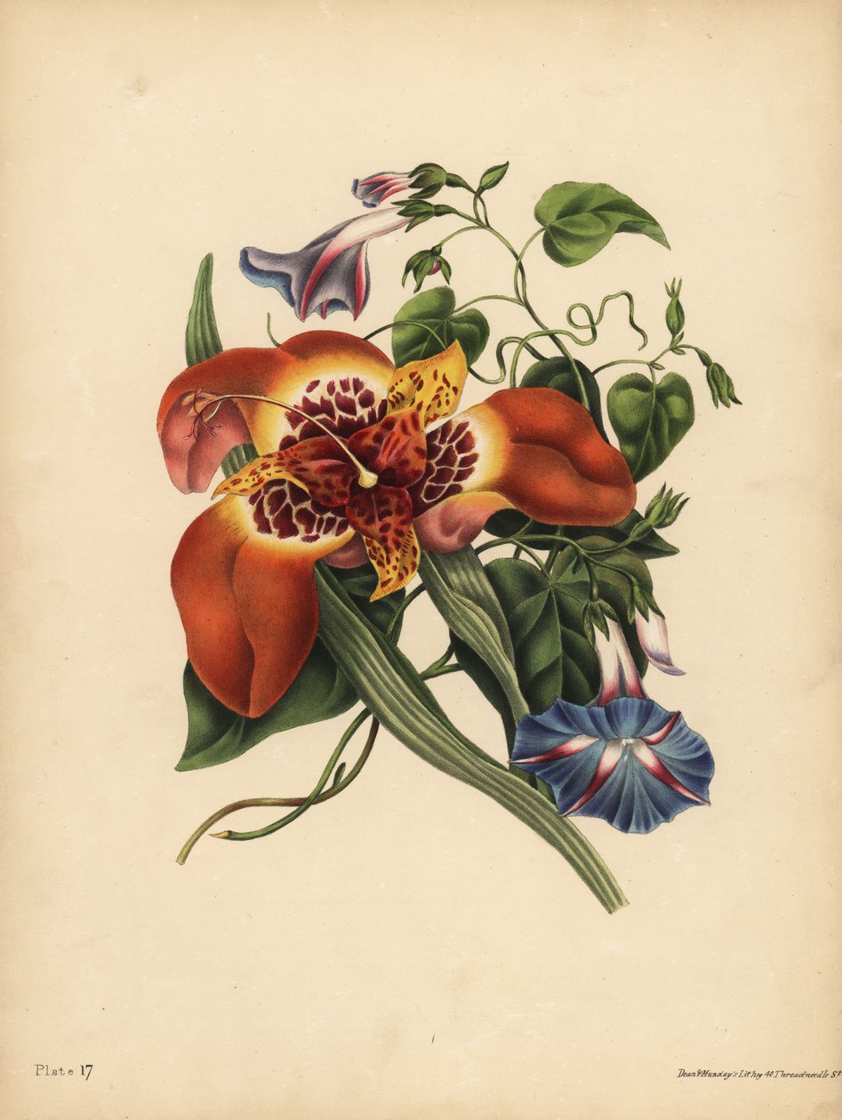 The Mexican Tiger-flower, Tigridia pavonia, Change; The blue major Convolvulus, Night by John Pardon