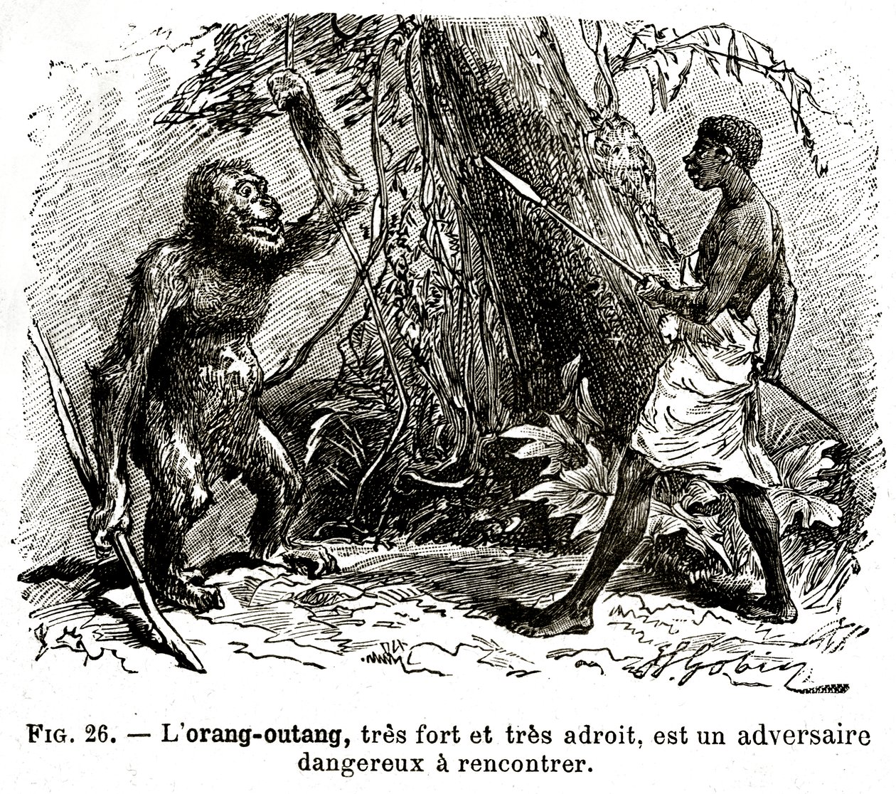 The Orangutan, Very Strong and Very Adroit, is a Dangerous Opponent to Meet by . .