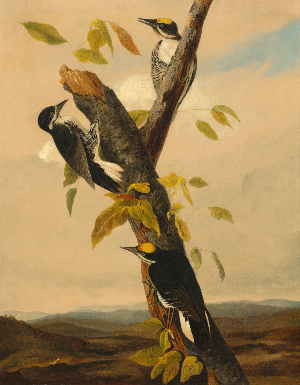 Black-Backed Three-Toed Woodpecker by after John James Audubon Joseph Bartholomew Kidd
