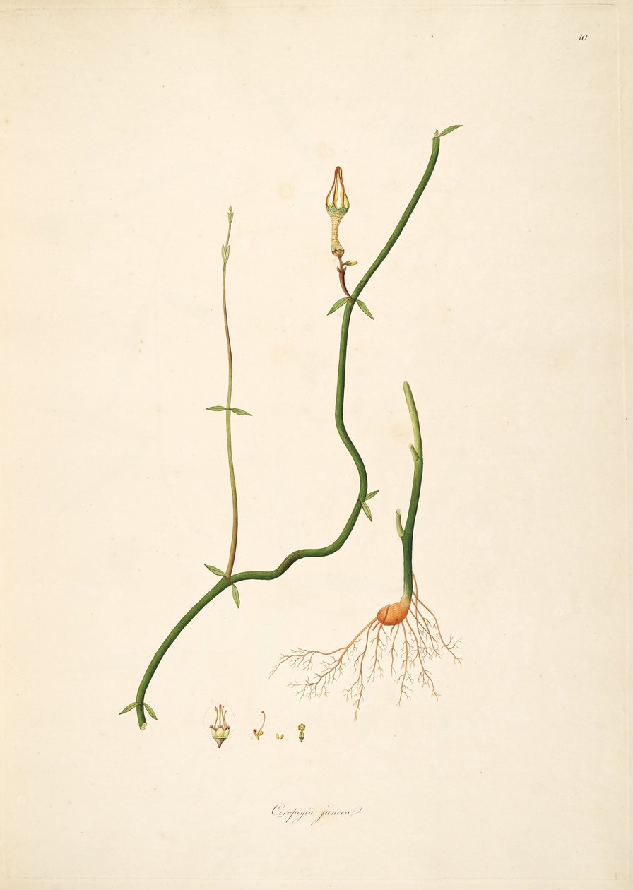 Illustration of Ceropegia juncea, Apocynaceae, Asclepiadoideae by anonymus