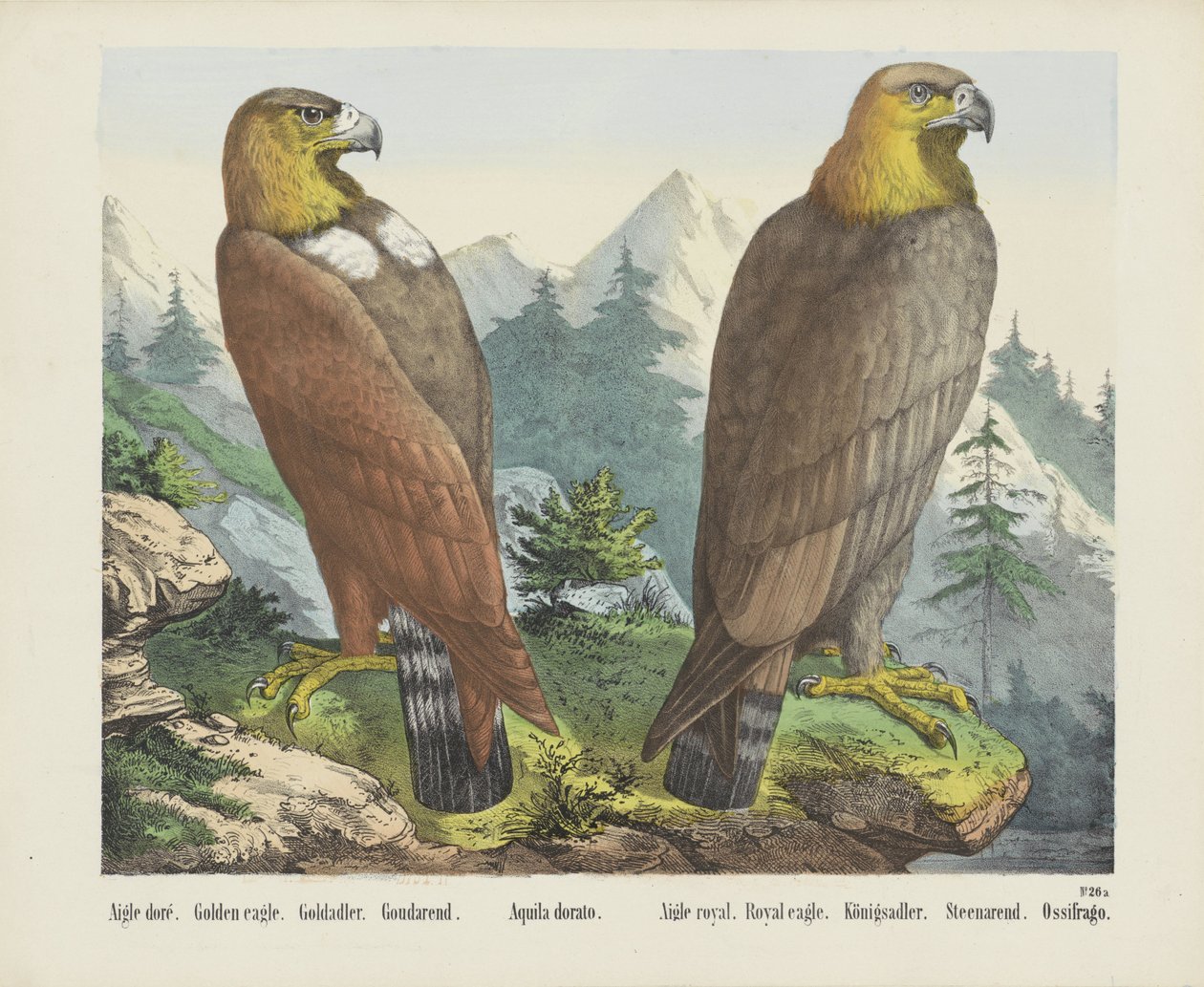Golden Eagle by firma Joseph Scholz