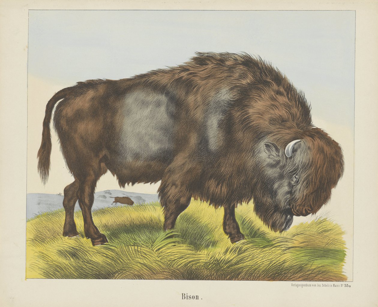 Bison by firma Joseph Scholz