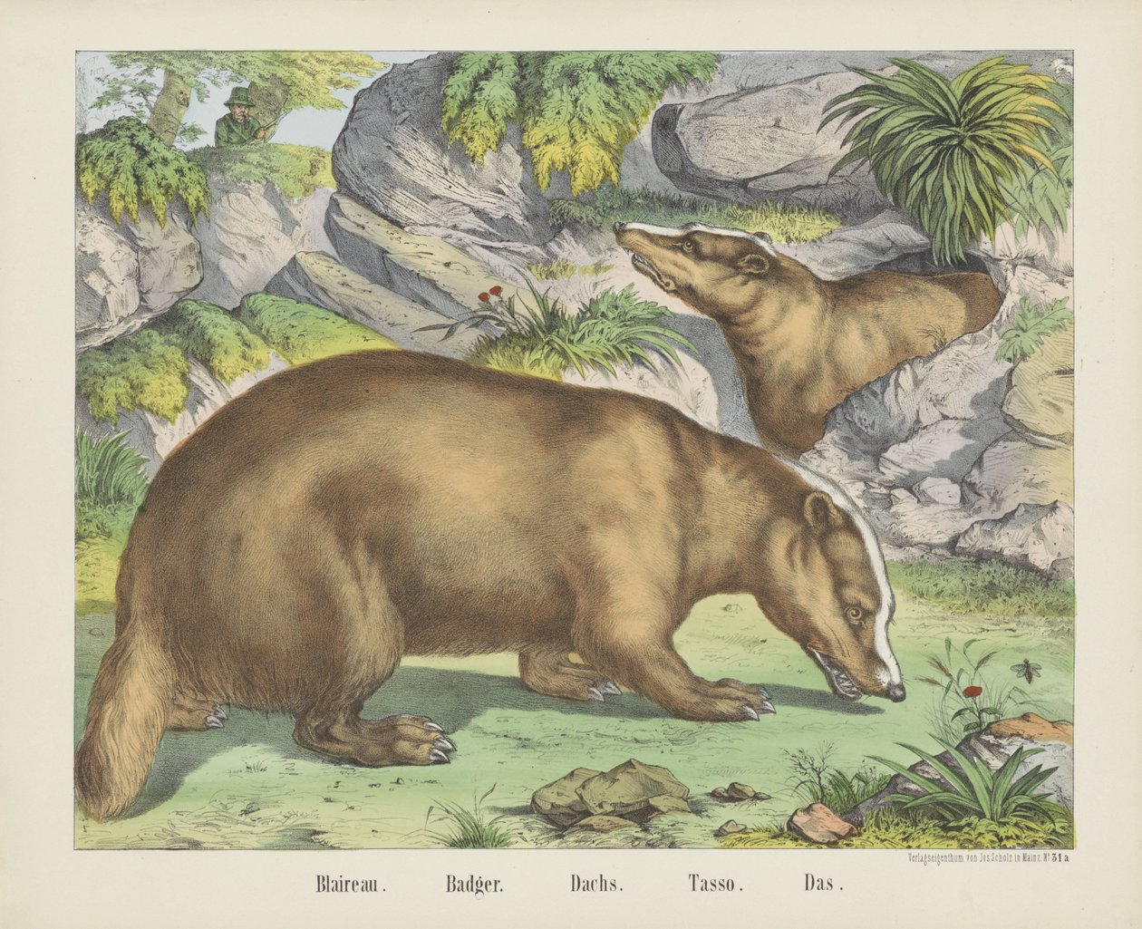 Badger by firma Joseph Scholz