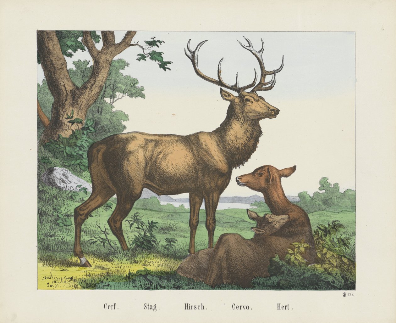 Stag by firma Joseph Scholz