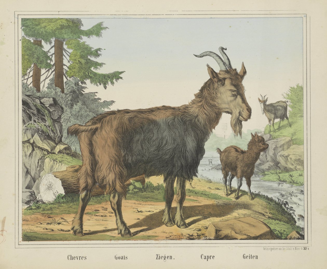 Goats, Chevres, Ziegen, Capre, Geiten (title on object) by firma Joseph Scholz