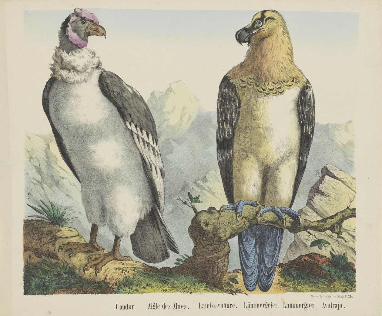 Condor / Eagle of the Alps / Lambs-vulture / Lammergeier / Lammergier / Avolrajo by firma Joseph Scholz