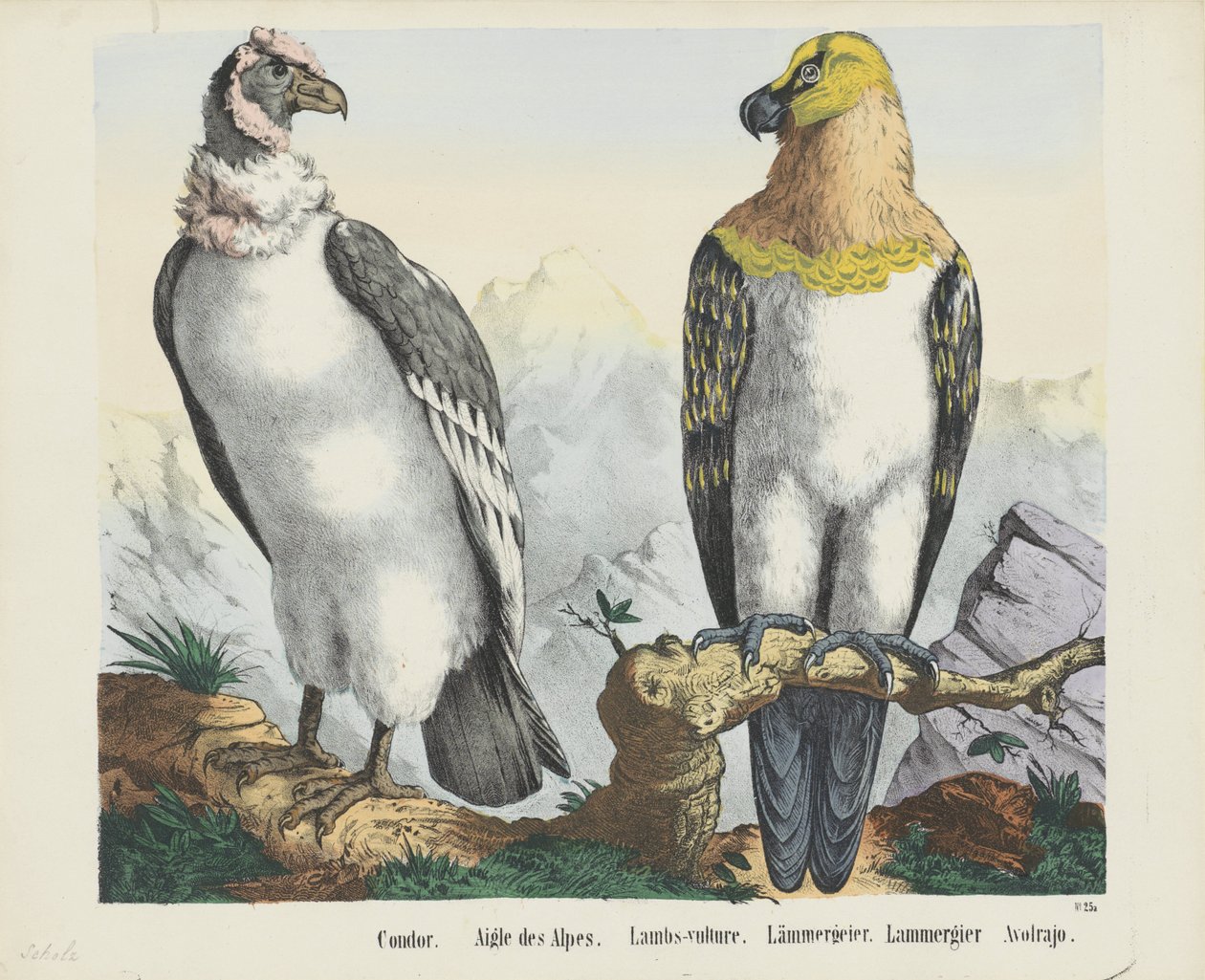 Condor by firma Joseph Scholz: Premium art reproduction