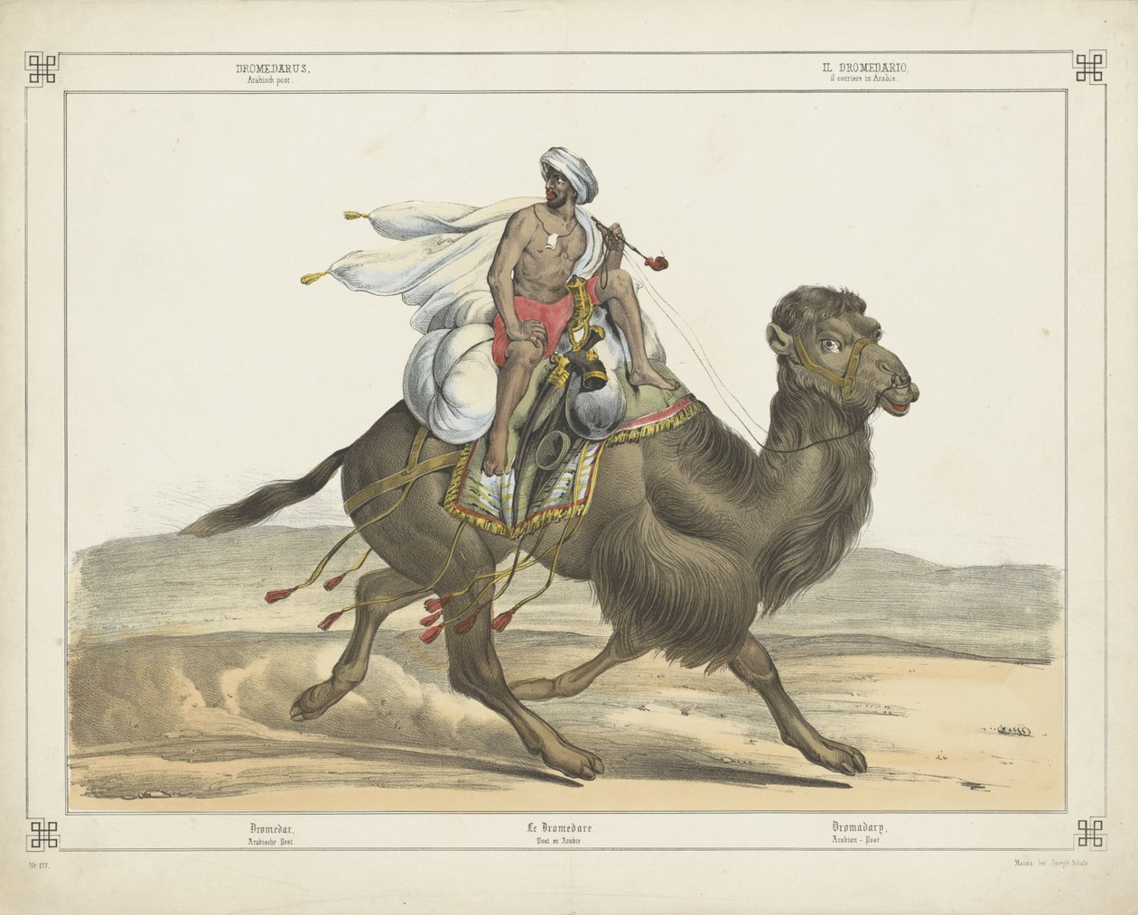 Dromedary, Arabian Post by firma Joseph Scholz