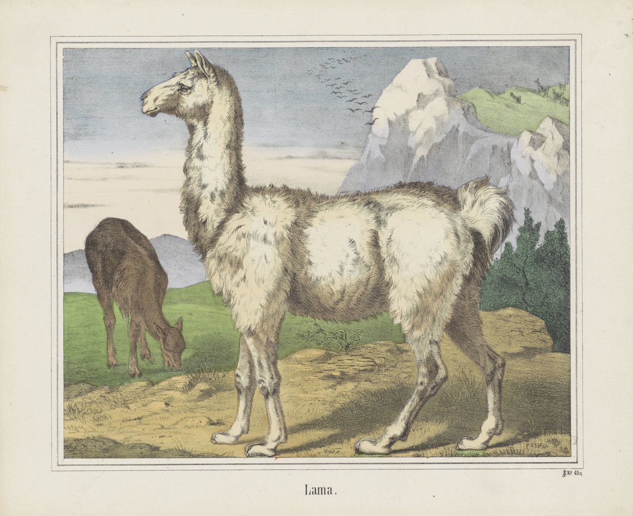 Lama by firma Joseph Scholz