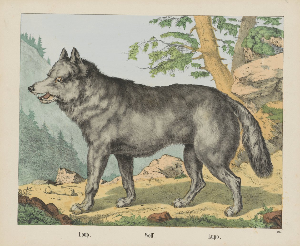 Wolf by firma Joseph Scholz