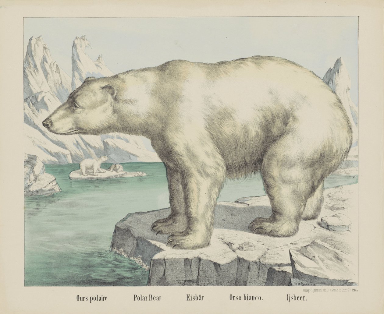 Polar Bear (Eisbär / Orso Bianco / Ijsbeer) by firma Joseph Scholz