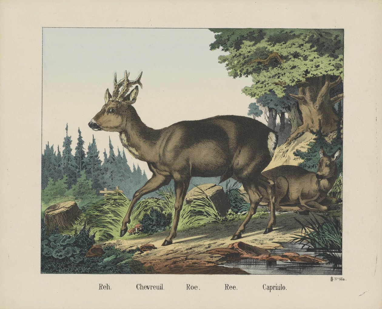 Roe Deer by firma Joseph Scholz
