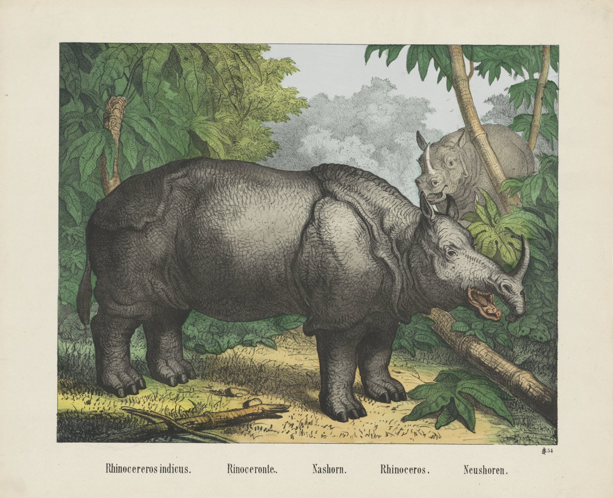 Indian Rhinoceros by firma Joseph Scholz