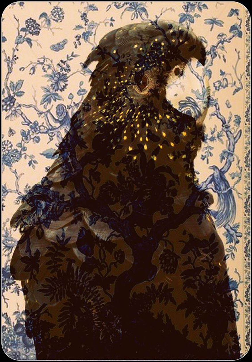 Black Parrot 2 by linda arthurs