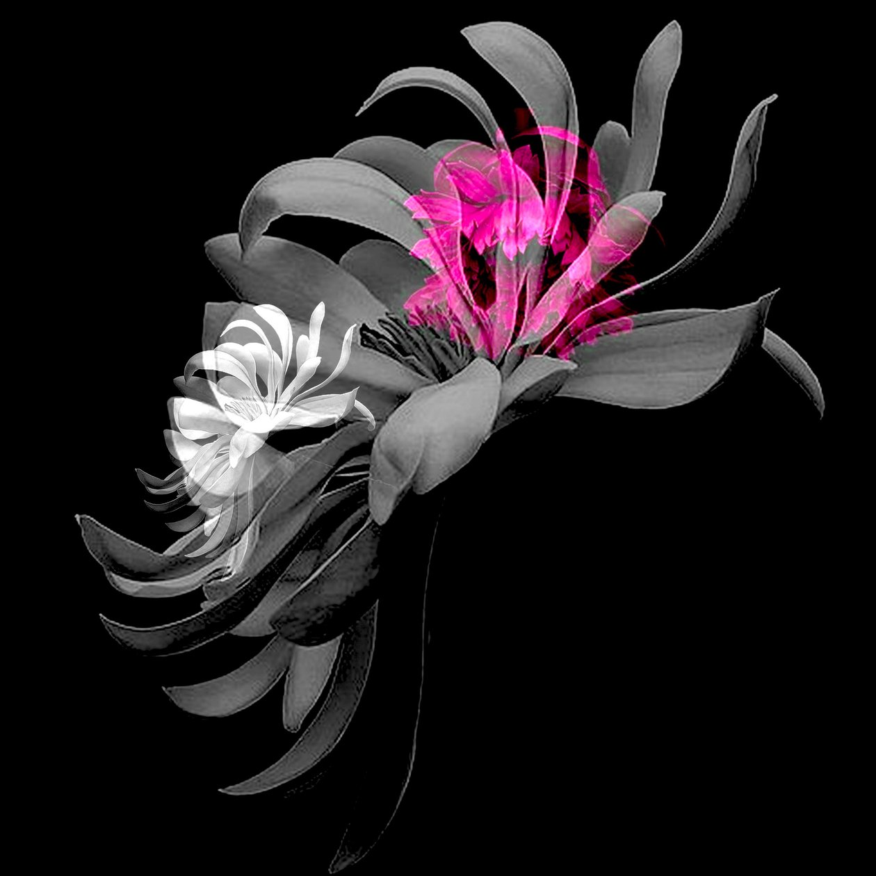 Spring Flower Collage by linda arthurs