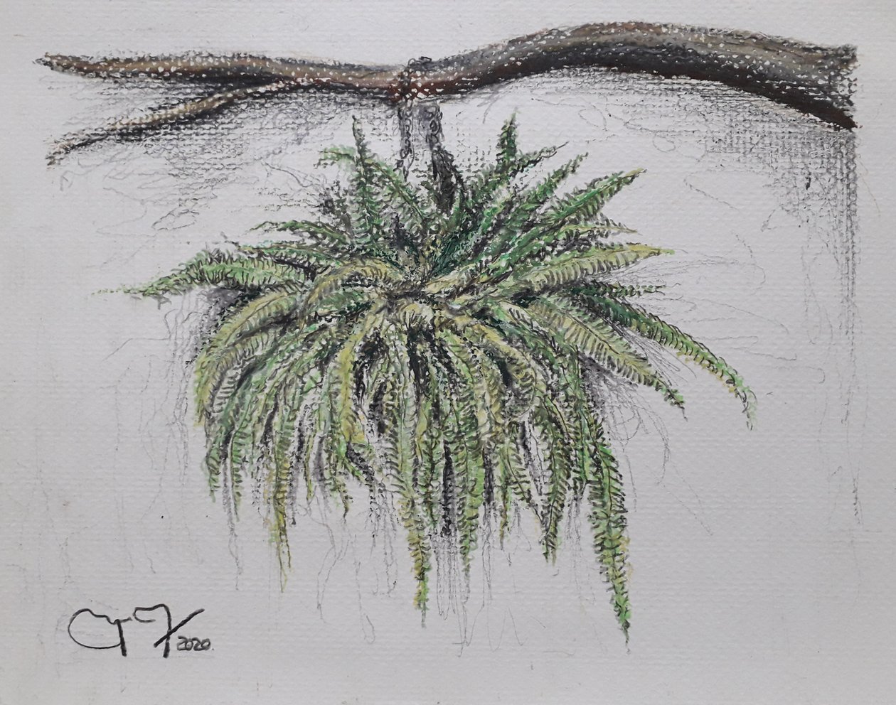 Ornamental Plant - Fern by miguelmendez_art.ve