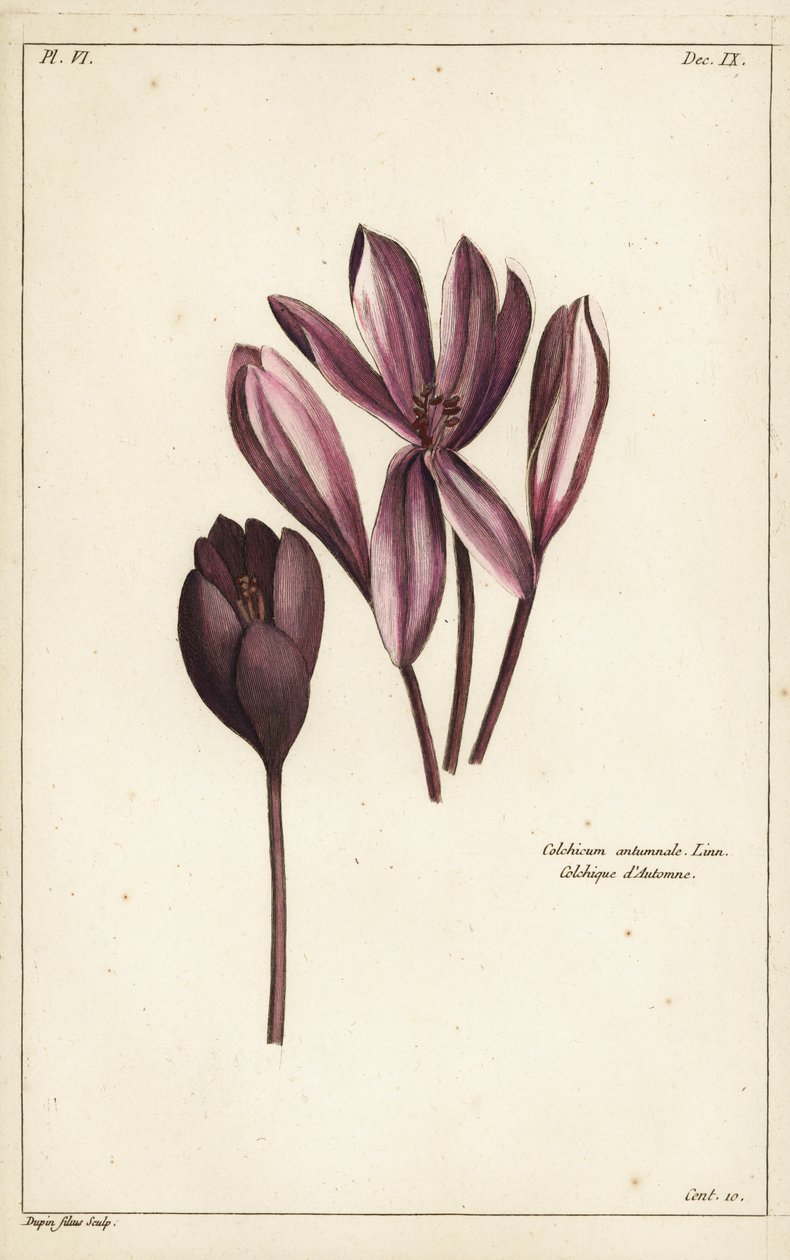 Autumn crocus, meadow saffron or naked ladies by the Younger Dupin