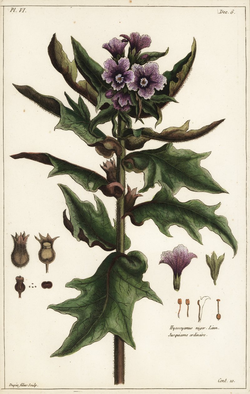 Black Henbane, Hyoscyamus niger Linn by the Younger Dupin