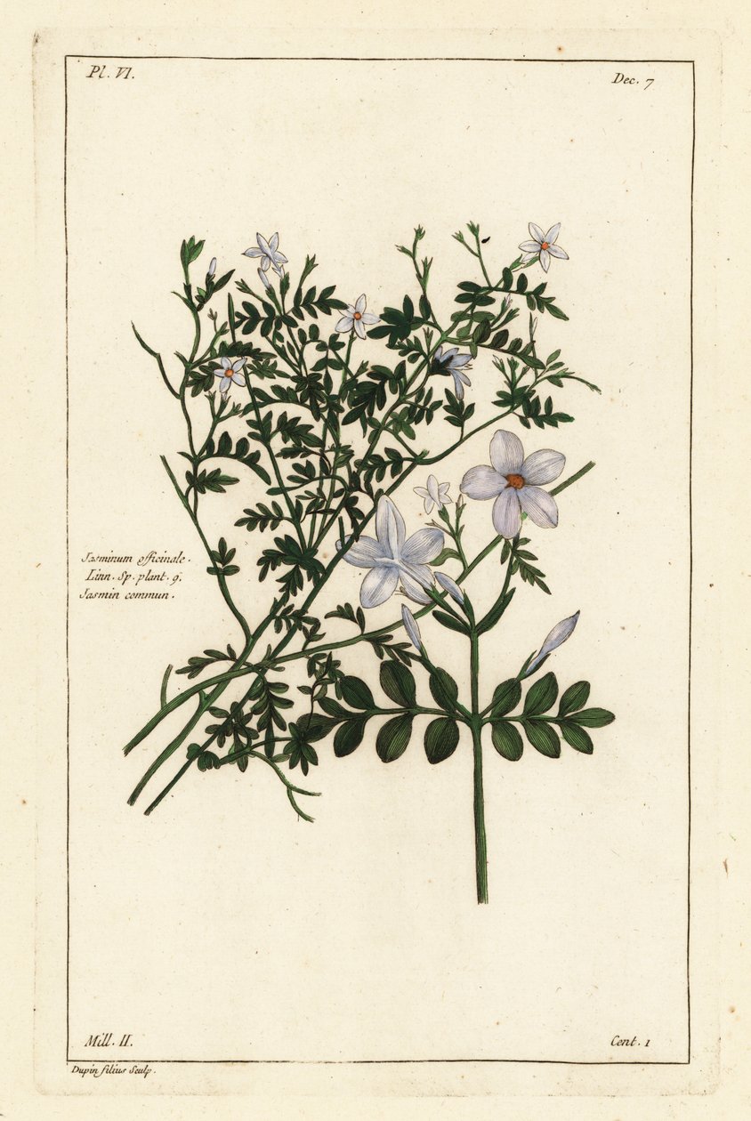 Common jasmine, Jasminum officinale, Linn by the Younger Dupin