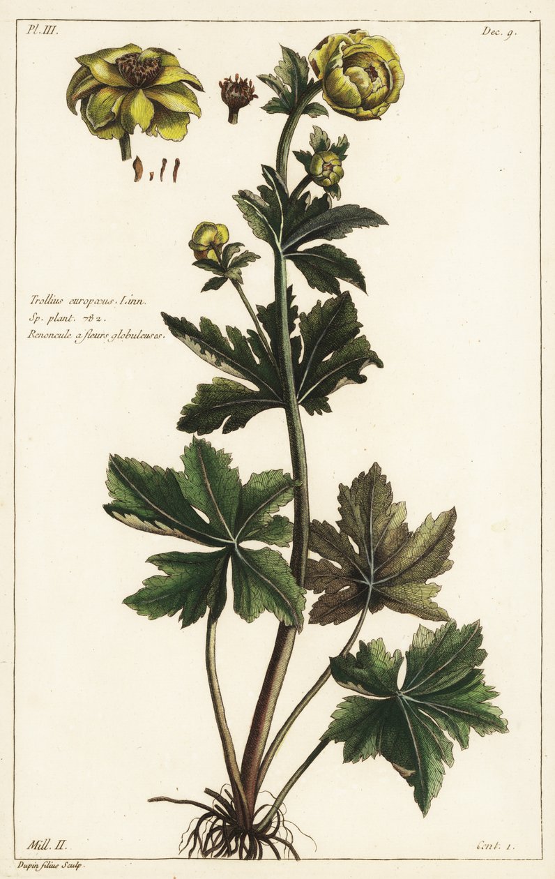 Globeflower, Trollius europaeus, Linn by the Younger Dupin