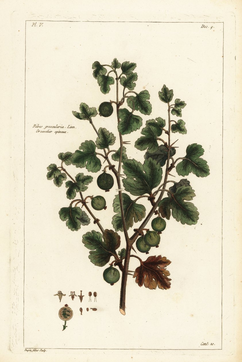 Gooseberry by the Younger Dupin