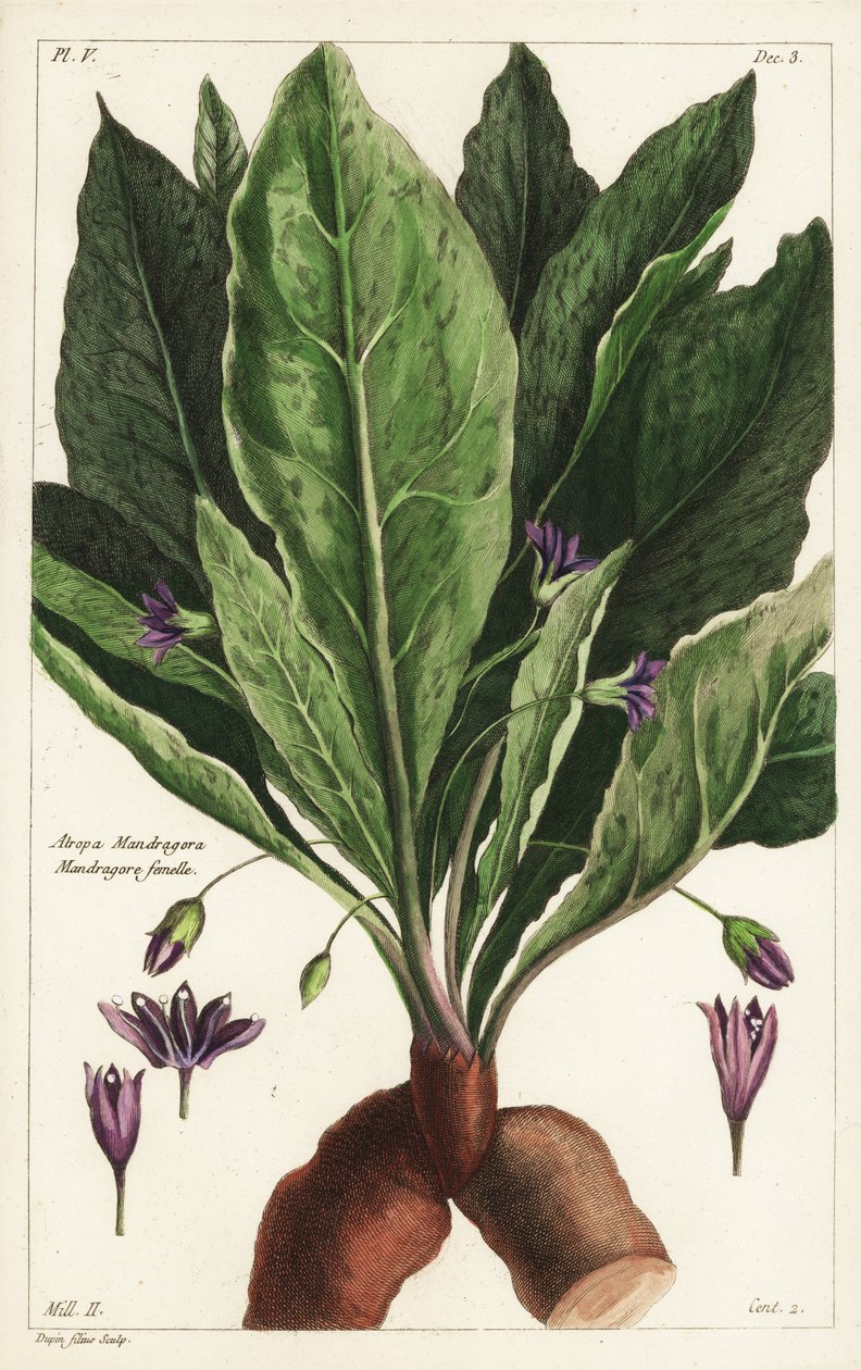 Mandrake, female by the Younger Dupin
