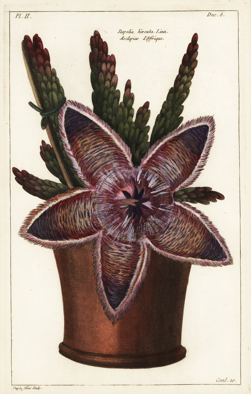 Starfish flower or carrion plant, Stapelia hirsuta by the Younger Dupin