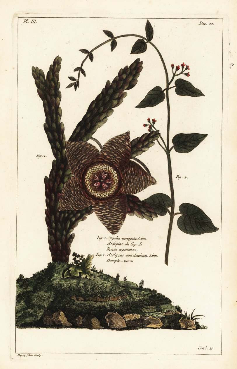 Starfish plant and white swallow-wort by the Younger Dupin