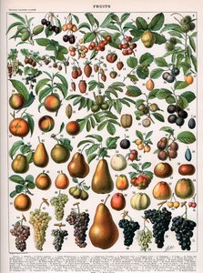 Illustration of Fruit Varieties, c.1905-10
