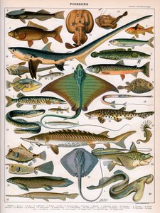 Illustration of Ocean Fish, c.1905-10