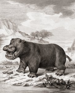 A hippopotamus (Hippopotamus amphibius) by (after) Dutch School