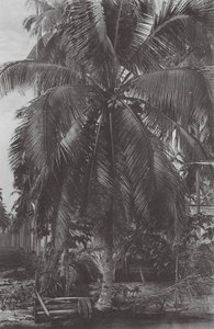 Singapore: Cocoanut Tree by (after) English photographer