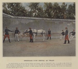 Training a Draft Horse