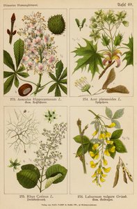 Aesculus Hippocastanum, Acer Platanoides, Rhus Cotinus, Laburnum Vulgare by (after) German School