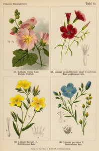 Althaea Rosea, Linum Grandiflorum, Linum Flavum, Linum Perenne by (after) German School