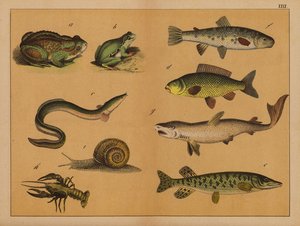 Amphibians, molluscs and fish by (after) German School
