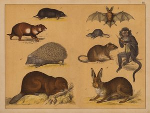 Animals
