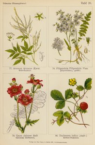 Aruncus Aruncus, Filipendula Filipendula, Geum Chilense, Duchesnea Indica by (after) German School