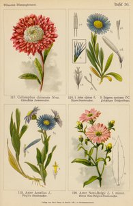 Callistephus Chinensis, Aster Alpinus, Erigeron Speciosus, Aster Amellus, Aster Novi-Belgii by (after) German School