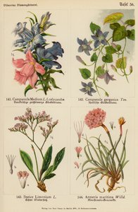 Campanula Medium, Campanula Garganica, Statice Limonium, Armeria Maritima by (after) German School