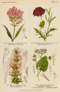 Centranthus Angustifolius, Scabiosa Atropurpurea, Morinia Longifolia, Ageratum Mexicanum, Ageratum Conyzodes, Ageratum Corymbosum by (after) German School