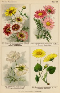 Chrysanthemum Carinatum, Chrysanthemum Roseum, Matricaria Inodora, Doronicum Caucasicum by (after) German School