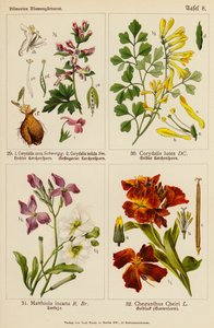 Corydalis Cava, Corydalis Solida, Corydalis Lutea, Matthiola Incana, Cheiranthus Cheiri by (after) German School