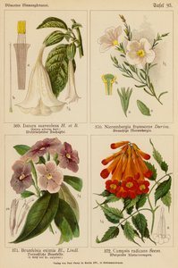 Datura Suaveolens, Nierembergia Frutescens, Brunfelsia Eximia, Campsis Radicans by (after) German School