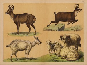 Deer, sheep and goats by (after) German School