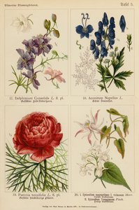 Delphinium Consolida, Aconitum Napellus, Paeonia Tenuifolia, Epimedium Macranthum F Violaceum, Epimedium Youngianum by (after) German School