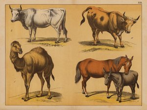 Domesticated animals by (after) German School